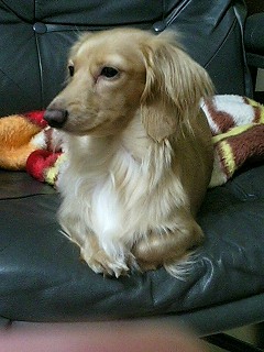 おすまし★めい
