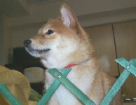 牛なんこつ!