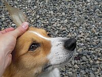 鹿のように?