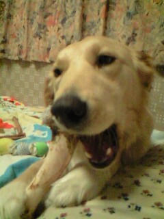 鹿脚…かぶりついてます(汗…汗)