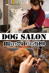 札幌市西区で愛犬のトリミング、ペットホテルをてがけるテイルスタイル