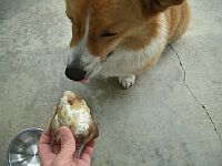 こりはナンデスカ?